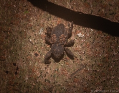 Methidrysis afflicta