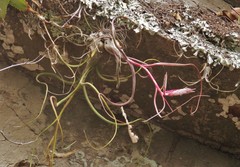 Tillandsia pseudobaileyi
