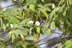 Muntingia calabura image