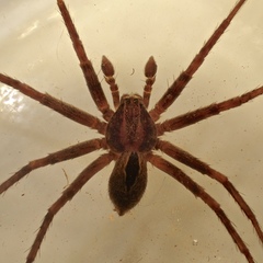 Thanatus formicinus