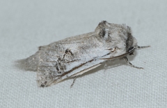 Parahypopta caestrum