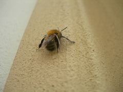 Anthophora plumipes