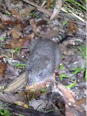 Potorous tridactylus