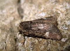 Dryobota labecula