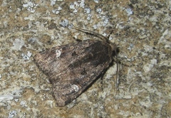 Dryobota labecula