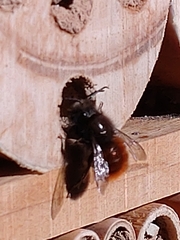 Osmia cornuta