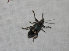 Polyclaeis longicornis