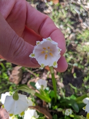 Leucojum vernum