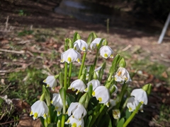 Leucojum vernum