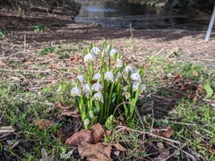 Leucojum vernum