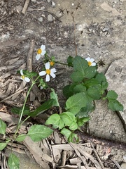 Bidens alba