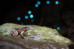 Platyplectrum fletcheri