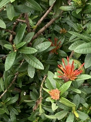 Ixora