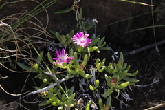 Delosperma lavisiae