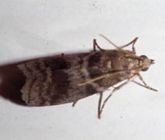 Actrix nyssaecolella