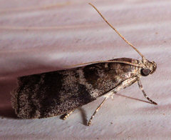 Actrix nyssaecolella