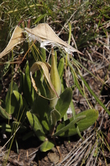 Asclepias humilis