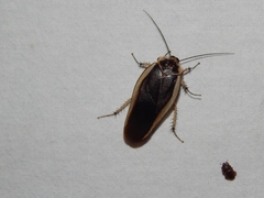 Gynopeltis cryptospila