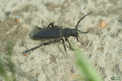 Dorcadion carinatum