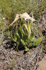 Asclepias humilis