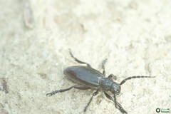 Dorcadion carinatum