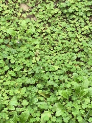 Oxalis debilis
