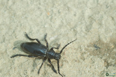 Dorcadion carinatum