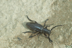 Dorcadion carinatum