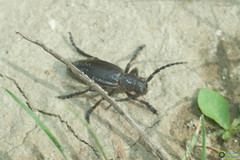 Dorcadion carinatum