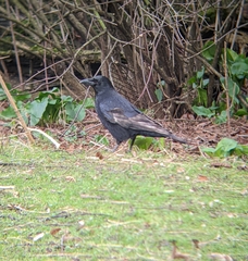 Corvus corone
