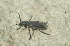 Dorcadion carinatum