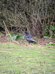 Corvus corone