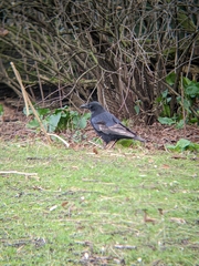 Corvus corone