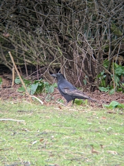 Corvus corone