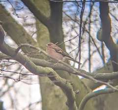 Fringilla coelebs
