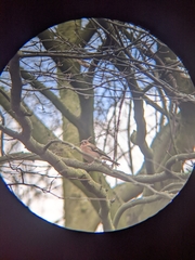Fringilla coelebs