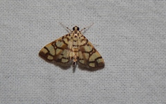 Pardomima callixantha
