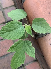 Broussonetia papyrifera