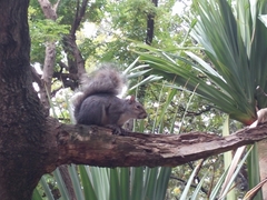 Sciurus carolinensis