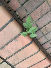 Broussonetia papyrifera