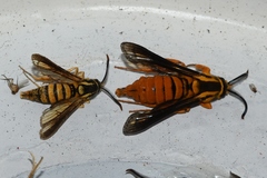 Paranthrene simulans