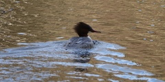 Mergus merganser