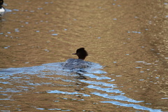 Mergus merganser