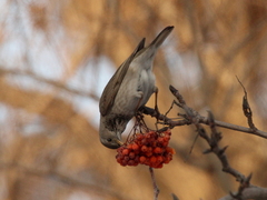 Turdus atrogularis