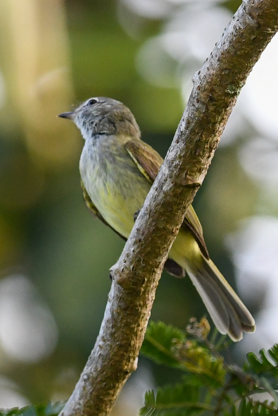 Greenish Elaenia (Myiopagis viridicata)