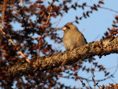 Coccothraustes coccothraustes