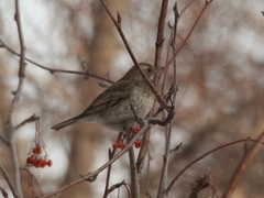 Turdus atrogularis