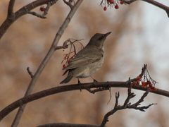Turdus atrogularis
