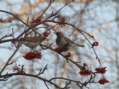 Turdus atrogularis