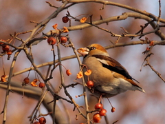Coccothraustes coccothraustes
